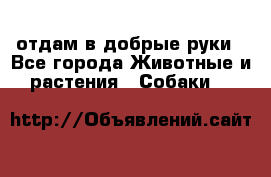 отдам в добрые руки - Все города Животные и растения » Собаки   